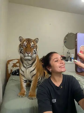Exempel på Tiger som husdjur: En fullvuxen, livs levande tiger sitter lugnt precis bredvid personen i hens rum.